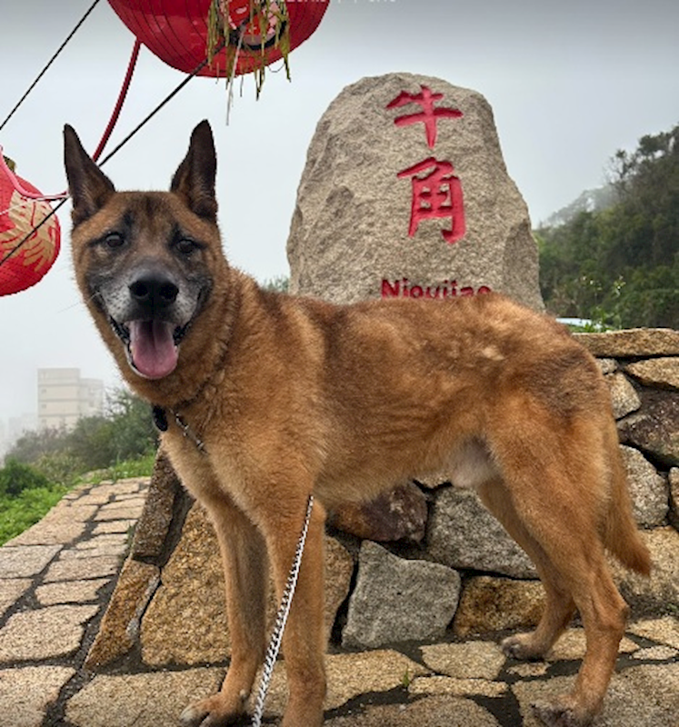 連江縣動物之家,編號:450395, 混種犬          
