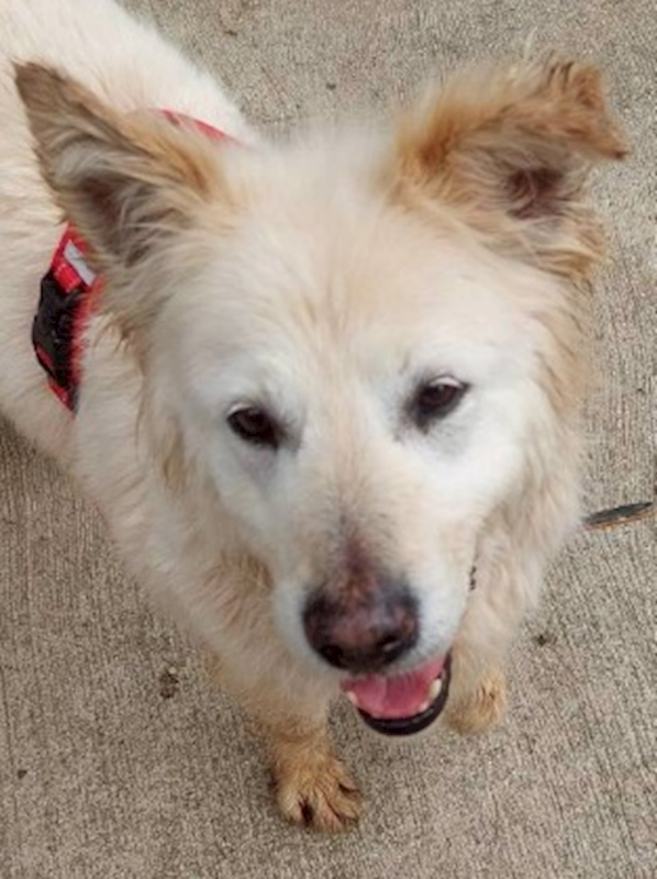 連江縣動物之家,編號:450427, 混種犬          