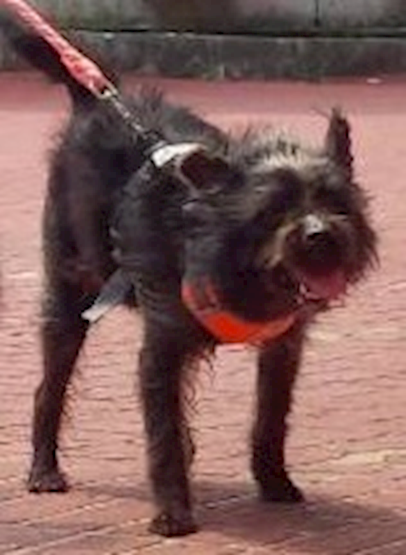 連江縣動物之家,編號:450339, 混種犬          