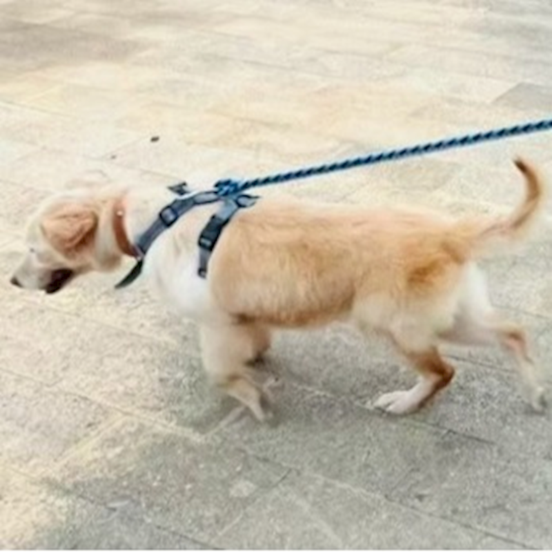 連江縣動物之家,編號:450366, 混種犬          