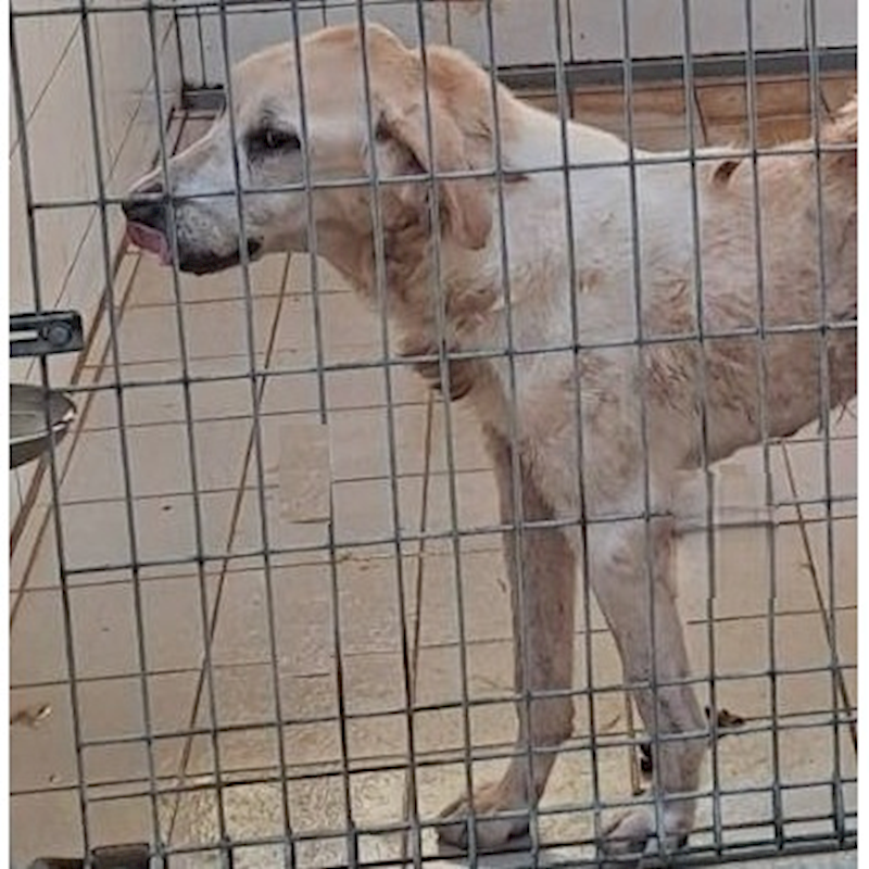 連江縣動物之家,編號:450380, 混種犬          