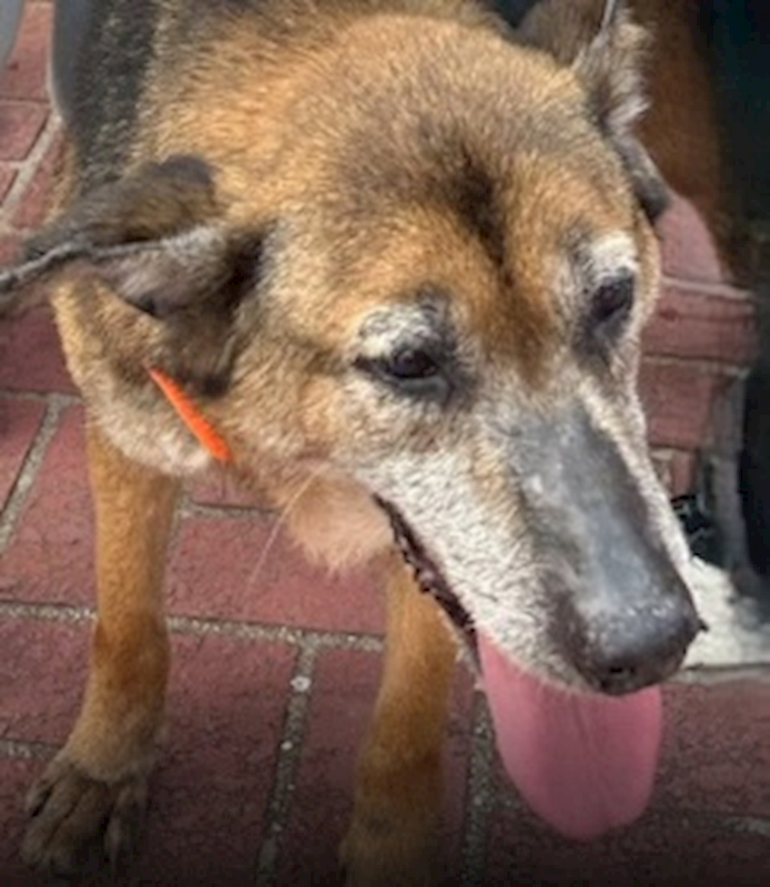 連江縣動物之家,編號:450425, 混種犬          