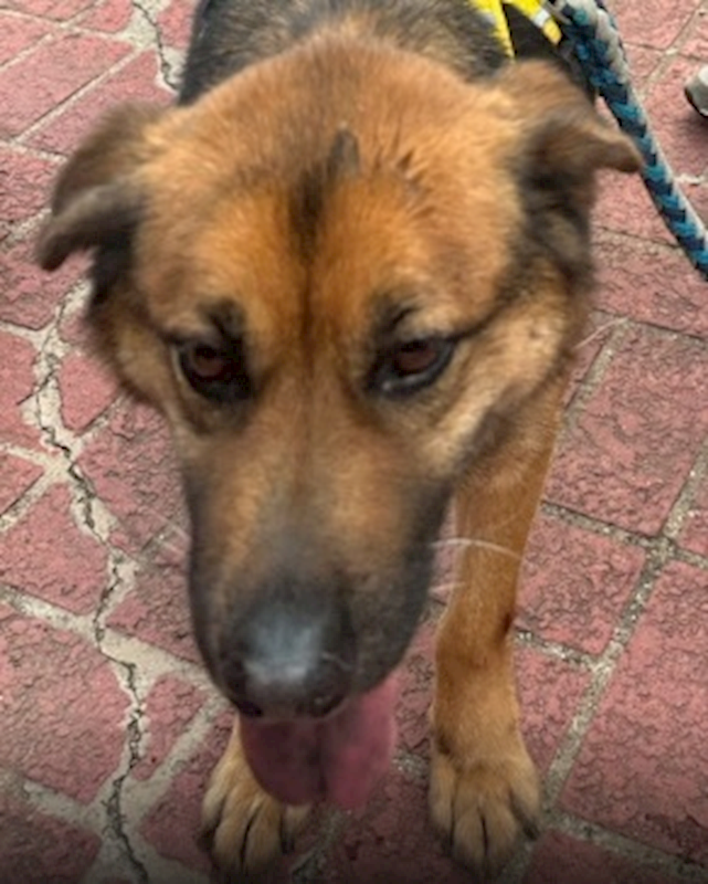 連江縣動物之家,編號:450426, 混種犬          