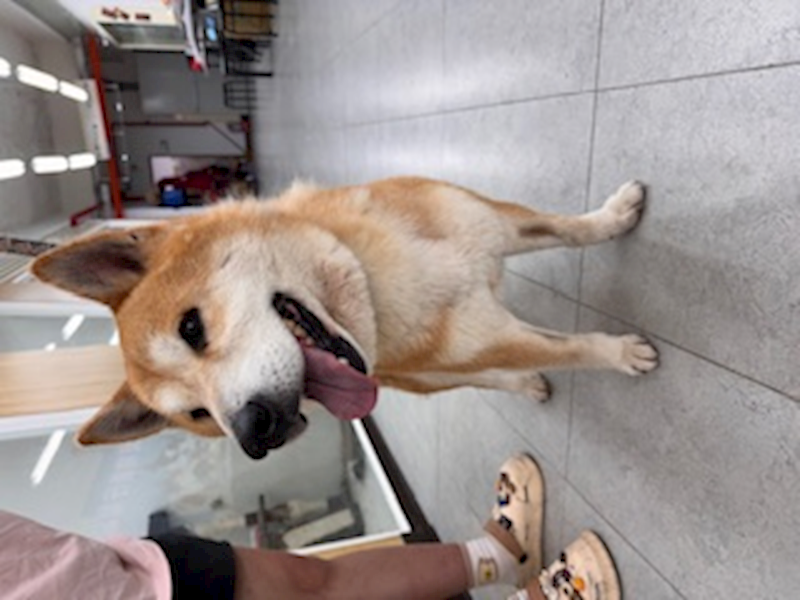 基隆市寵物銀行,編號:450738, 柴犬                  