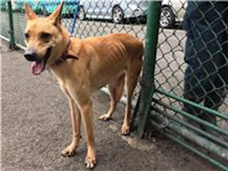 臺北市動物之家,編號:66437, 混種犬          