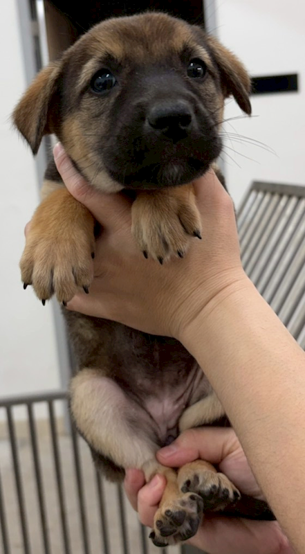 花蓮縣狗貓躍動園區,編號:443926, 混種犬          