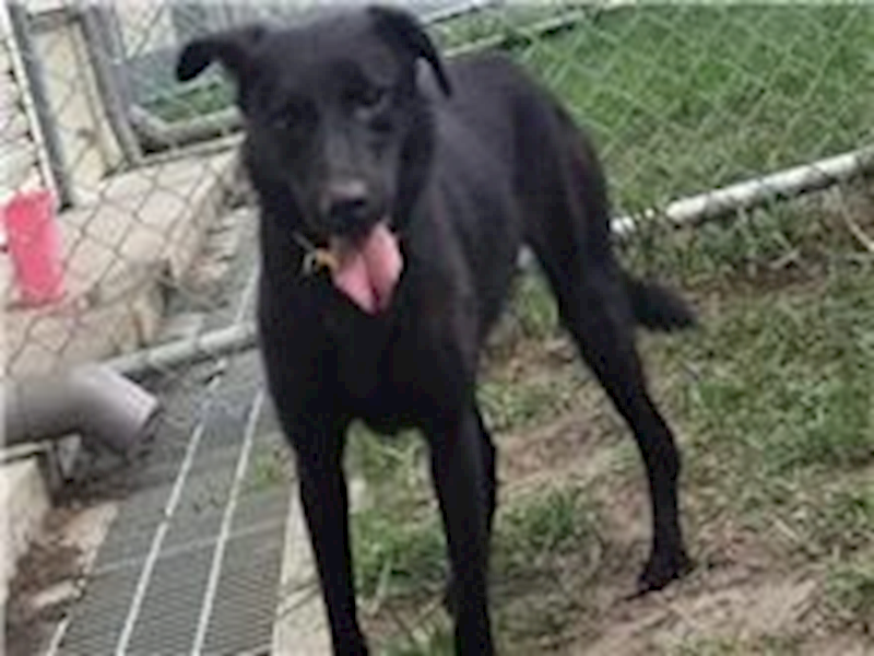 臺北市動物之家,編號:47084, 混種犬          