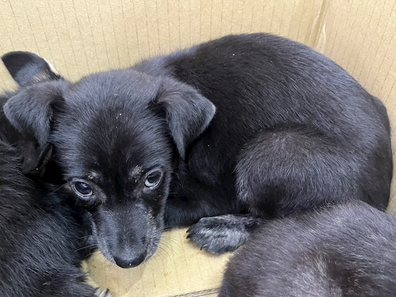 高雄市壽山動物保護教育園區,編號:450975, 混種犬          