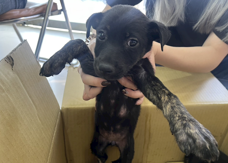 高雄市壽山動物保護教育園區,編號:450973, 混種犬          