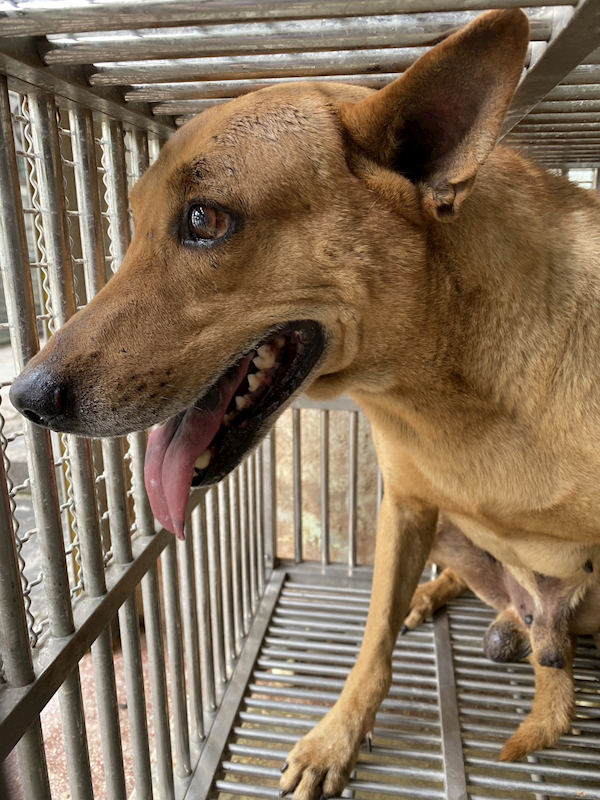 臺南市動物之家善化站,編號:450910, 混種犬          