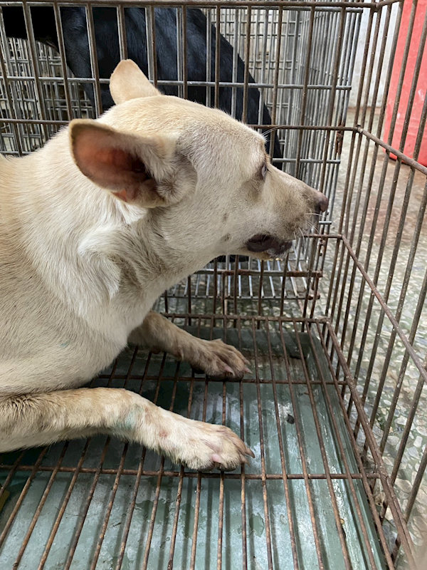 臺南市動物之家善化站,編號:450909, 混種犬          
