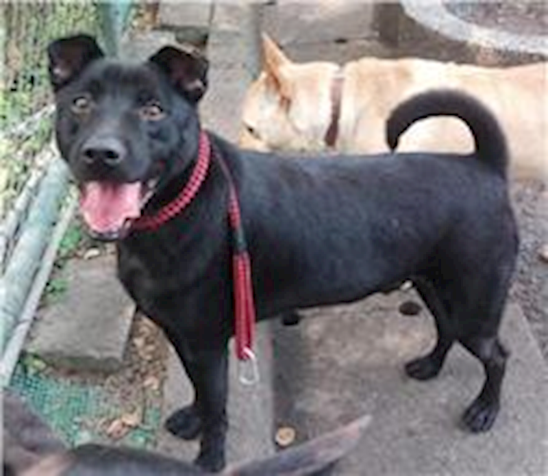 臺北市動物之家,編號:163726, 混種犬          