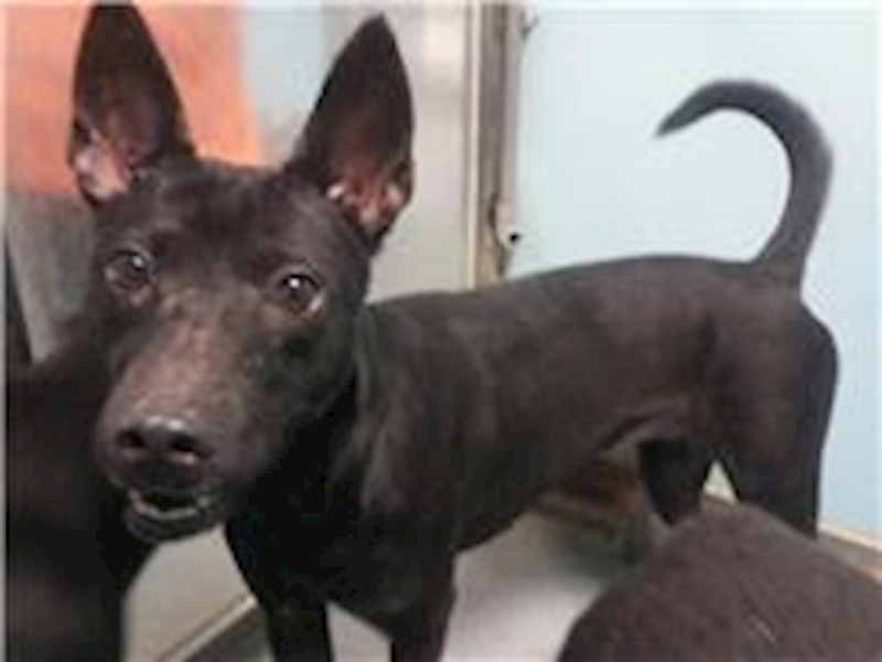 臺北市動物之家,編號:72810, 混種犬          