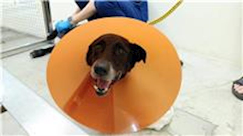 臺北市動物之家,編號:282551, 混種犬          