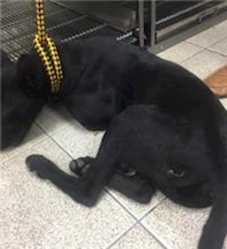 新北市板橋區公立動物之家,編號:49970, 混種犬          