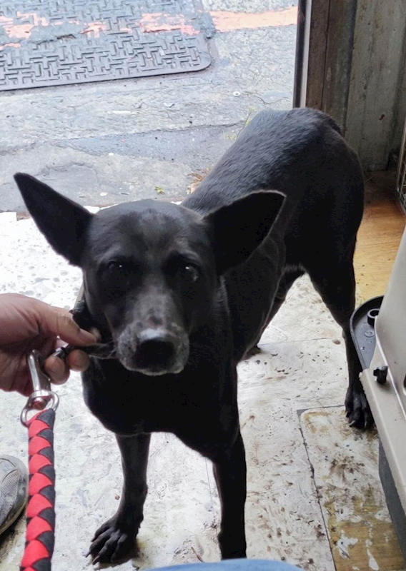 新北市中和區公立動物之家,編號:451186, 混種犬          