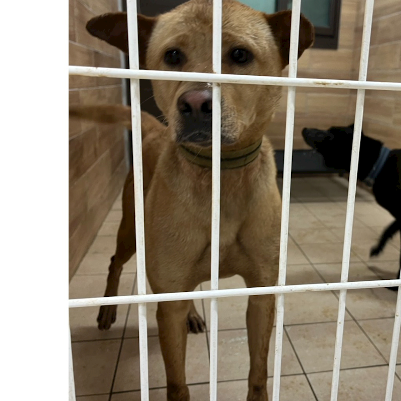 新北市瑞芳區公立動物之家,編號:451174, 混種犬          