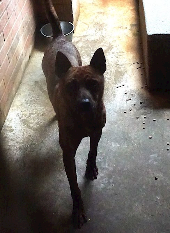 宜蘭縣流浪動物中途之家,編號:451078, 混種犬          