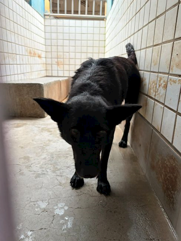 宜蘭縣流浪動物中途之家,編號:451082, 混種犬          