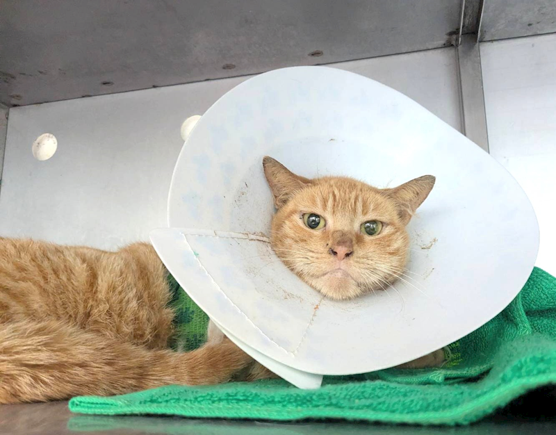 新竹縣動物保護教育園區,編號:449908, 混種貓                 