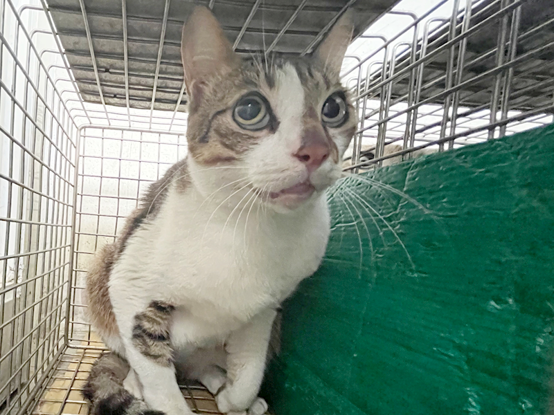 臺北市動物之家,編號:439134, 混種貓                 