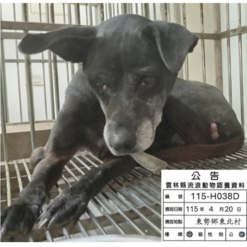 雲林縣流浪動物收容所,編號:450682, 混種犬          