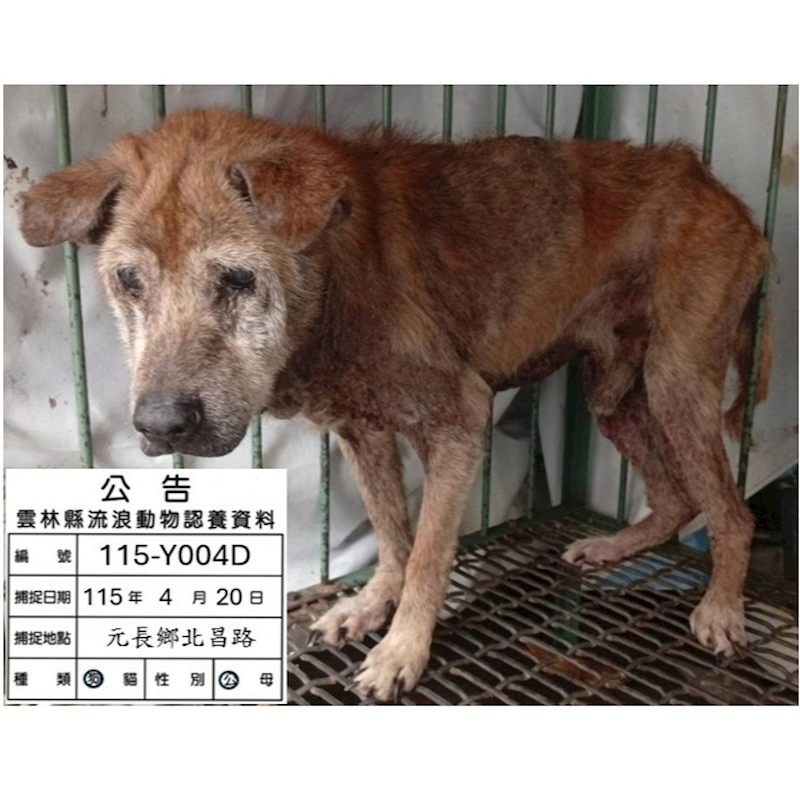 雲林縣流浪動物收容所,編號:450684, 混種犬          