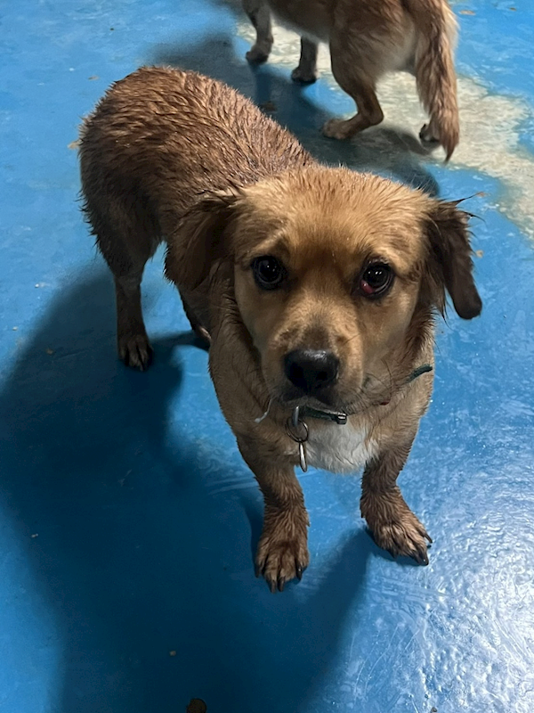 苗栗縣動物保護教育園區,編號:451154, 混種犬          