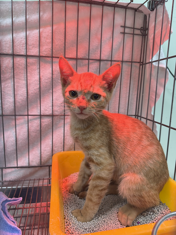 新北市八里區公立動物之家,編號:451115, 混種貓                 