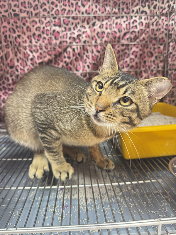 新北市八里區公立動物之家,編號:451118, 混種貓                 