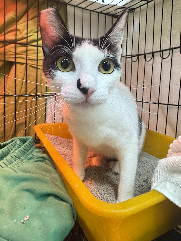 新北市八里區公立動物之家,編號:451119, 混種貓                 