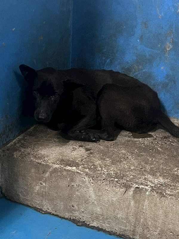 苗栗縣動物保護教育園區,編號:451123, 混種犬          