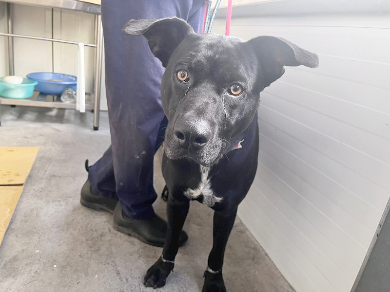 臺北市動物之家,編號:443094, 混種犬          