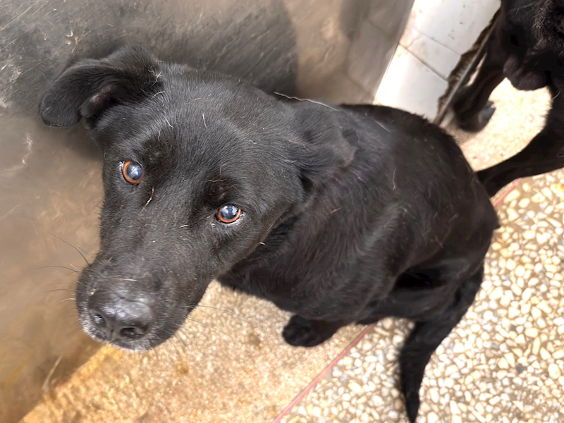 高雄市壽山動物保護教育園區,編號:451244, 混種犬          