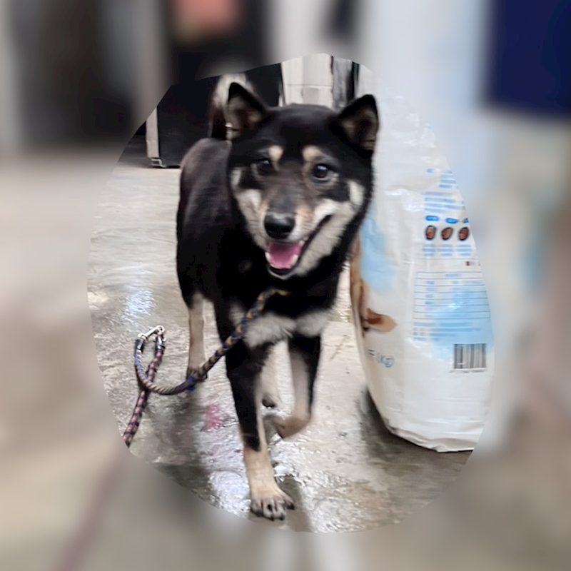 新北市新店區公立動物之家,編號:451242, 柴犬                  