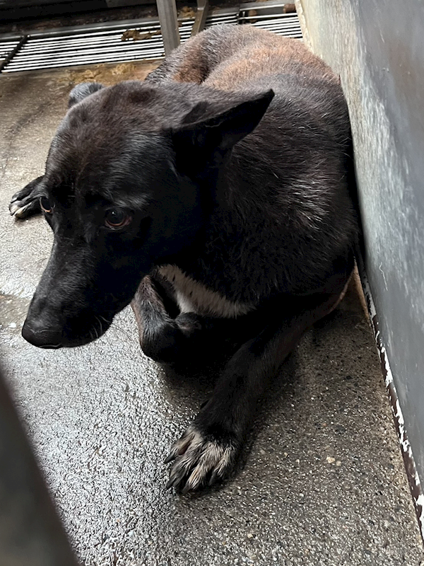 彰化縣流浪狗中途之家,編號:451275, 混種犬          