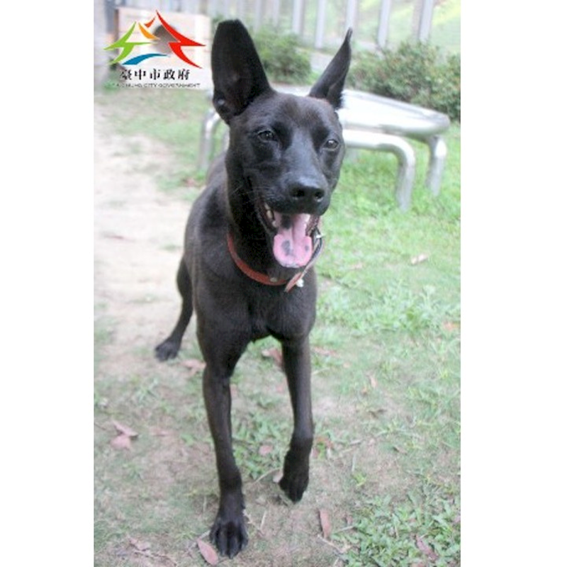 臺中市動物之家后里園區,編號:450079, 混種犬          
