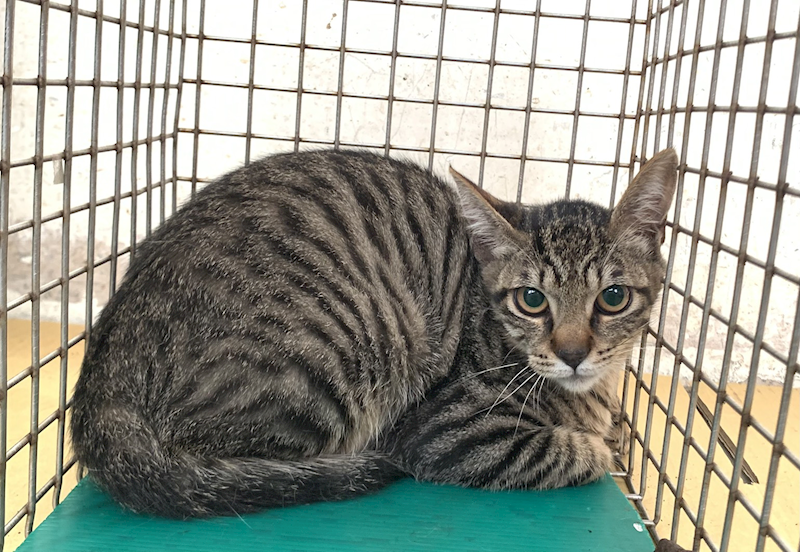 臺北市動物之家,編號:448567, 混種貓                 
