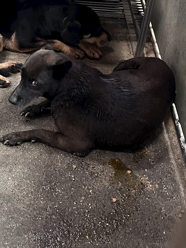 彰化縣流浪狗中途之家,編號:445659, 混種犬          
