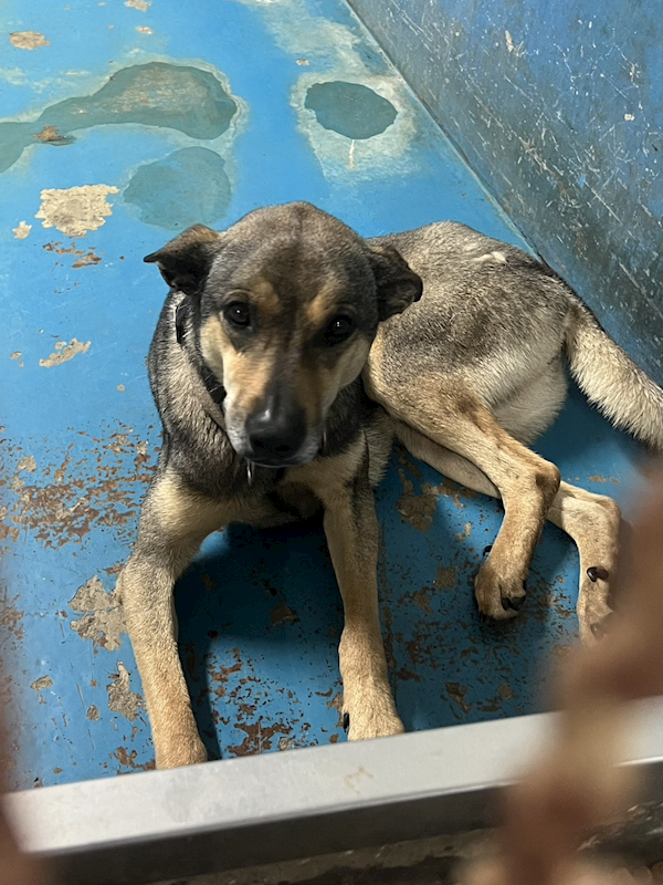 苗栗縣動物保護教育園區,編號:451336, 混種犬          