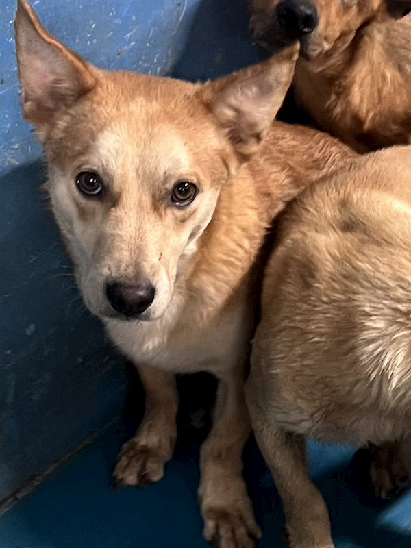 苗栗縣動物保護教育園區,編號:451332, 混種犬          