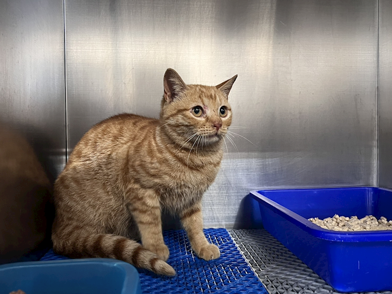 桃園市動物保護教育園區,編號:439113, 混種貓                 