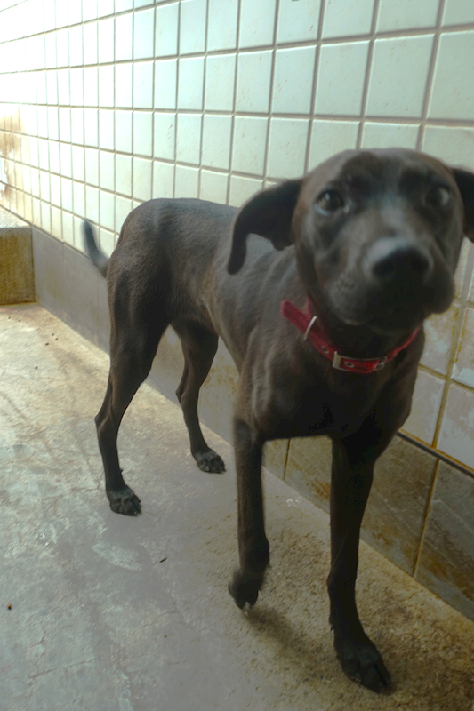 宜蘭縣流浪動物中途之家,編號:451281, 混種犬          