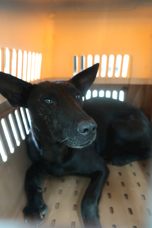 宜蘭縣流浪動物中途之家,編號:451280, 混種犬          