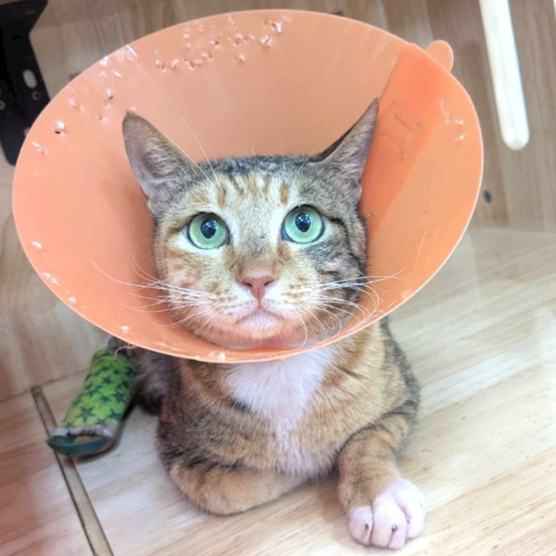新竹縣動物保護教育園區,編號:450640, 混種貓                 
