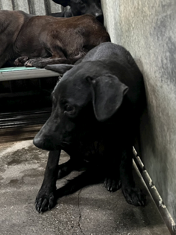彰化縣流浪狗中途之家,編號:451557, 混種犬          