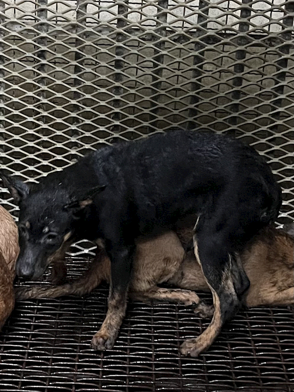 彰化縣流浪狗中途之家,編號:451552, 混種犬          