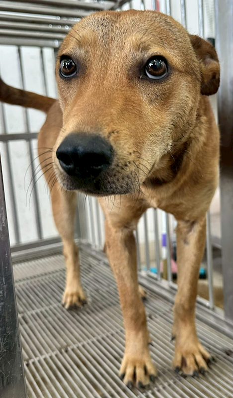 花蓮縣狗貓躍動園區,編號:448707, 混種犬          