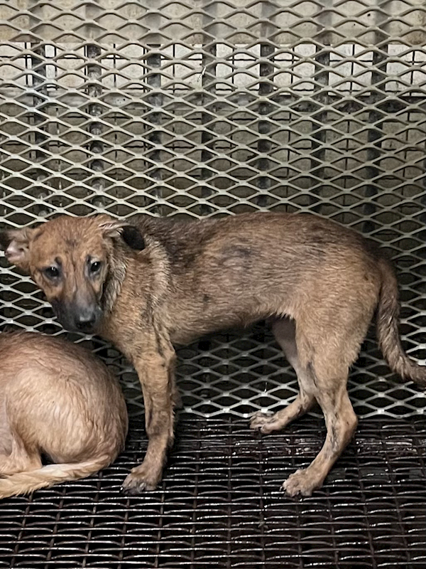 彰化縣流浪狗中途之家,編號:451550, 混種犬          
