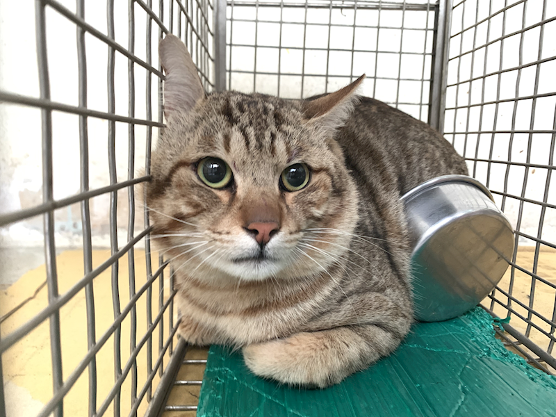 臺北市動物之家,編號:439859, 混種貓                 